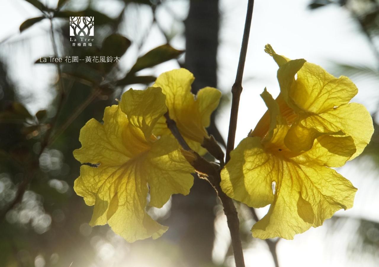 Ferienwohnung La Tree 普椿農場木子莊園 Donghe Exterior foto